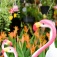 Pink plastic flamingoes in a front yard garden. 