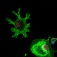 This confocal image of a macrophage (a type of white blood cell in the immune system) differentiated from induced pluripotent stem cells shows that the human specific gene CHRFAM7A rearranges the actin cytoskeleton (green). Photo: Szigeti lab. 