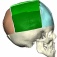 3D images of a craniofacial reconstruction. 