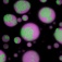 ASO disassembles RNA aggregates within biomolecular condensates. 
