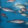 Zebrafish in an aquarium. 
