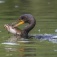 Zoom image: A double-crested cormorant feeds near the shores of Lake Huron in Ontario, Canada. A University at Buffalo study anayzled these birds' egg yolks for per- and polyfluoroalkyl substances (PFAS). 
