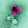 An electron micrograph showing three Epstein-Barr virus (EBV) particles colorized pink. 