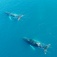 Aerial view of two humpback whales in the ocean. 