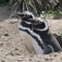 Zoom image: Magellanic penguins at nest at in Patagonia. Researchers from the University of California, Davis attached silicone sensors to the penguins' legs, which were later analyzed by University at Buffalo researchers. Photo: Ralph Vanstreels/UC Davis 