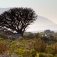 Zoom image: A protea shrub growing amongst reeds and dozens of other plant species in South Africa&rsquo;s Greater Cape Floristic Region, a United Nations World Heritage Site. University at Buffalo geographer Adam Wilson, who has conducted extensive research in that region, was a contributor to a recent U.N. report on World Heritage Sites. Credit: Adam Wilson 