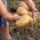 Zoom image: A farmer holds a potato in modern-day Peru. A University at Buffalo and UCLA study has found that Indigenous people in Peru, whose ancestors were the first to domesticate the potato, have the highest number of genes related to starch digestion in the mouth. 