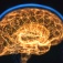Side view of the human brain. 