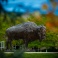 Bronze bison statue outside of the Center for the Arts. 