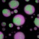RNA clusters gradually disassembling. 