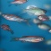 School of zebrafish. 