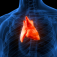The thymus gland highlighted in red init's location in the human body. 