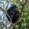 Howler monkey holds its baby while perched in a tree. 