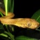 Brown tree snake in a tropical plant. 